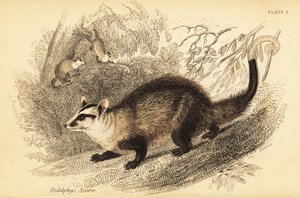 Hvitøret opossum, Didelphis albiventris. ,1841 (gravering)
