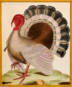 Et Tyrkia, fra "Histoire Nouvelles des Oiseaux", 1771-86