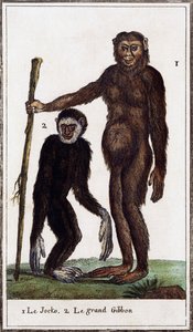 Jocko, sjimpanse eller gibbon, illustrasjon fra Histoire naturelle, av Georges-Louis Leclerc greve av Buffon (1707-1788), akvarellgravering
