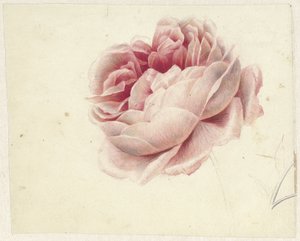Rød rose av Georgius Jacobus Johannes van Os