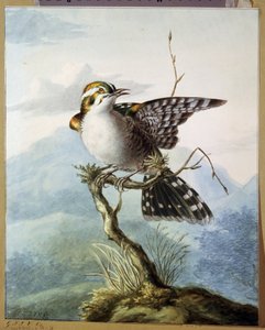 ""En liten fugl"" (Little bird) Akvarell av Georgius Jacobus Johannes van Os (1782-1861) 1798 Pushkin Museum, Moskva av Georgius Jacobus Johannes van Os