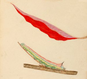 Mirror-Back Caterpillar..., tidlig på 1900-tallet.