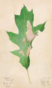 Oak Leaf Edge Caterpillar..., tidlig på 1900-tallet.