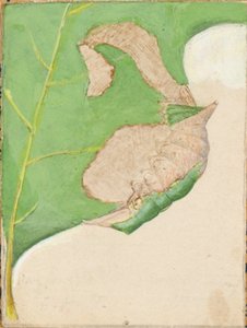 Oak Leaf Edge Caterpillar..., tidlig på 1900-tallet.