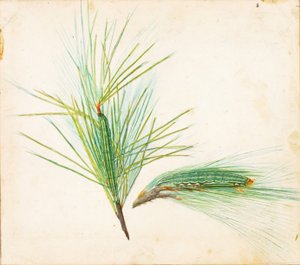 Pine-Tuft Caterpillar..., tidlig på 1900-tallet.