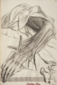 Anatomy of the Human Body av Govard Bidloo, 1685