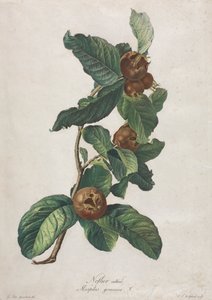 Kultivert medlar (Mespilus germanica)