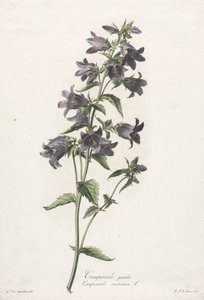 Blomster hentet fra naturen: Klokkeblomst av Gerard van Spaendonck
