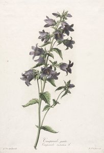 Blomster hentet fra naturen: Klokkeblomst, ca. 1800. av Gerard van Spaendonck