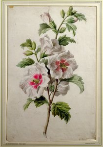 Stokroser (akvarell på papir) av Gerard van Spaendonck