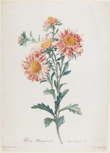 Reine-Marguerite, fra Flowers Drawn from Nature, ca. 1800 (håndfarget stiplegravering)