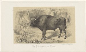 Europeisk bison The European Bison (tittel på objekt)