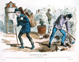 Vinkultur i det femtende århundre, etter 