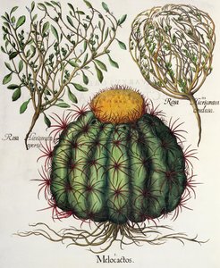 1.Melocactus; 2.Rosa Hiericontea 3.Rosa Hiericontea, fra Hortus Eystettensis av Basil Besler (1561-1629), pub. 1613 av German School