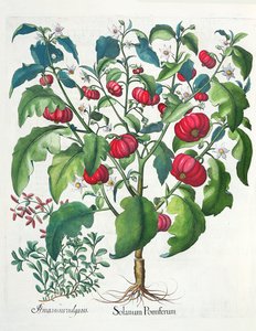 1. Solanum frukt 2. Amaracus vulgaris, fra Hortus Eystettensis av Basil Besler (1561-1629), pub. 1613 av German School