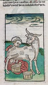 A Maid Milking a Cow, 1491 (farget tresnitt) av German School