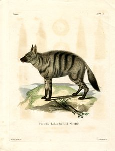 Aardwolf (farget gravering) av German School