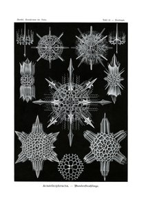 Acanthophracta, 1899-1904 av German School
