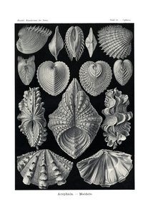 Acephala, 1899-1904 av German School
