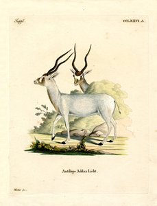 Addax Antilope (farget gravering) av German School