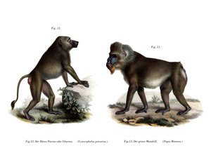 Afrikansk bavian, 1860 av German School