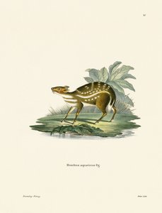 Afrikansk Chevrotain (farget gravering) av German School
