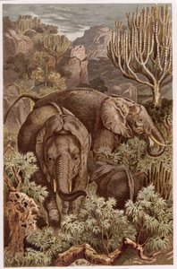 African Elephant, tallerken fra Brehms Animal Life: General Knowledge of the Animal Kingdom, vol 3, s. 9, utgitt av Bibliographic Institute, 1891 av German School