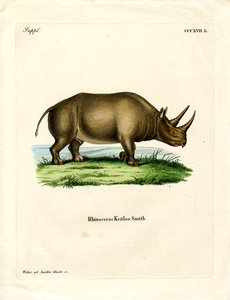 Afrikansk neshorn (farget gravering) av German School