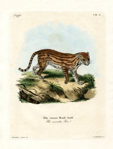 Afrikansk villkatt (farget gravering) av German School