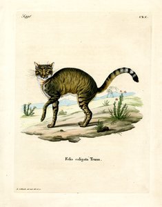 African Wildcat (farget gravering) av German School
