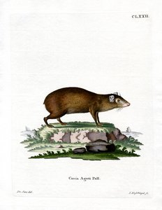 Agouti (farget gravering) av German School