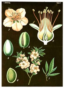 Mandel (Prunus Amygdalus) ca. 1890 (kromolitografi) av German School