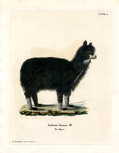 Alpakka (farget gravering) av German School