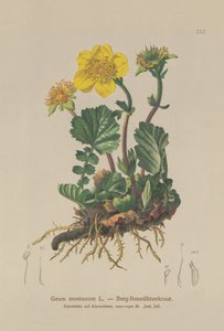 Alpine Avens (Geum montanum) av German School