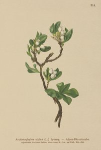 Alpine bjørnebær (Arctostaphylos alpina, Arctostaphylos alpinus) av German School