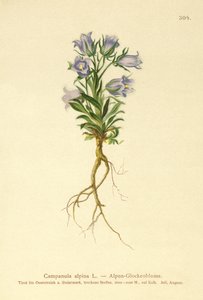 Alpine klokkeblomst (Campanula alpina) av German School