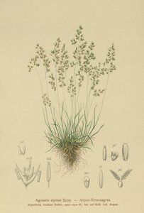 Alpine Bentgrass (Agrostis alpina, Aira flavescens) av German School