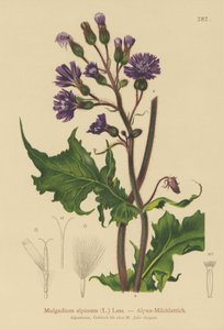 Alpinblå purketistel (Mulgedium alpinum, Cicerbita alpina) av German School