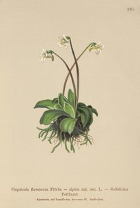 Alpin smørørt (Pinguicula flavescens, Pinguicula alpina) av German School