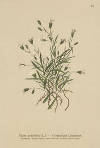 Alpine Campion (Silene quadrifida, Ixoca quadrifida) av German School
