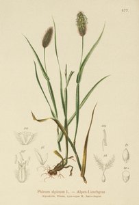 Alpine kattehale (Phleum alpinum) av German School