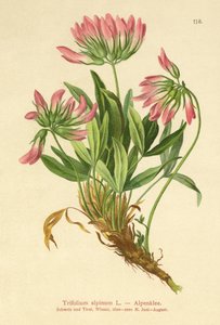 Alpekløver (Trifolium alpinum) av German School
