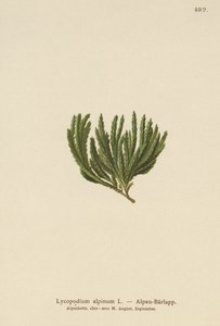 Alpine Clubmoss (Lycopodium alpinum, Diphasiastrum alpinum) av German School