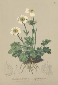 Alpin kråkefot (Ranunculus alpestris) av German School