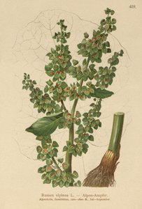 Alpine Dock (Rumex alpinus) av German School