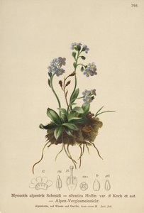 Alpine Forglemmejei (Myosotis alpestris, Myosotis silvatica) av German School