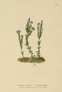 Alpine Gentian (Gentiana nivalis) av German School