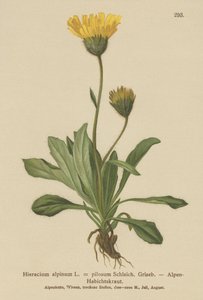 Alpin haukeved (Hieracium alpinum, Hieracium alpenum, Hieracium pilosum) av German School