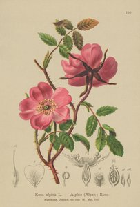 Alpine hekkrose (Rosa alpina, Rosa pendulina) av German School