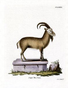 Alpine Ibex (farget gravering) av German School
